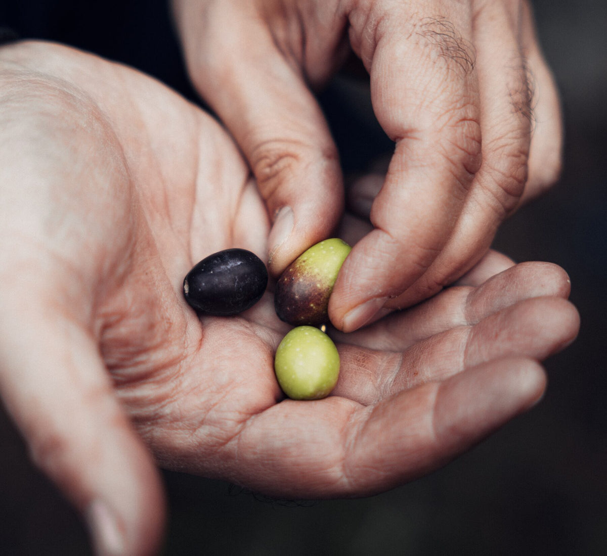 Hand mit einer grünen unreifen und einer schwarzen reifen Olive